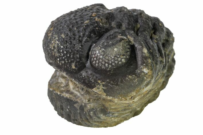 Bargain, Wide, Enrolled Morocops Trilobite - Morocco #157038